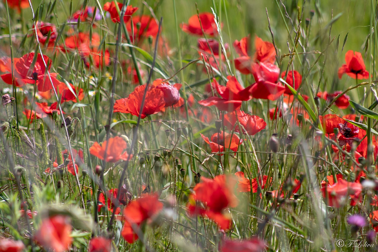 ALTA MURGIA - I COLORI DELLA NATURA IN PRIMAVERA — fotografia 14 di Francesco Loliva