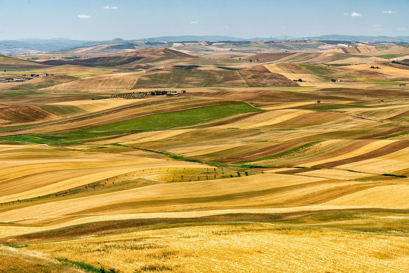 ALTA MURGIA - I COLORI DELLA NATURA IN ESTATE — fotografia 10 di Francesco Loliva