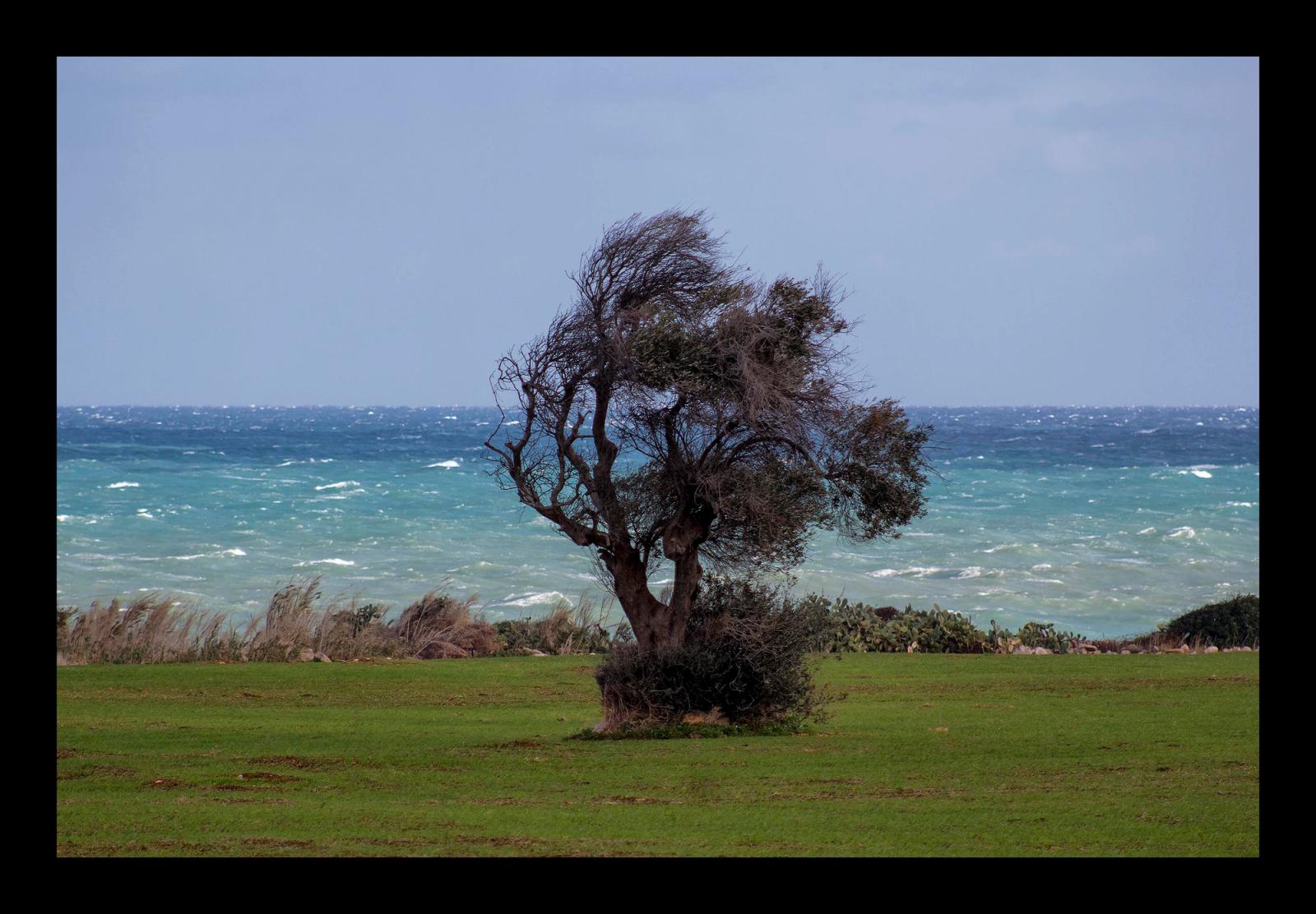 L'ALBERO: strumento a fiato del vento OPERA ESPOSTA A BERGAMO-IESOLO- CASERTA-MATERA -ROMA-ASCOLI-TORRE A MARE (BA)…