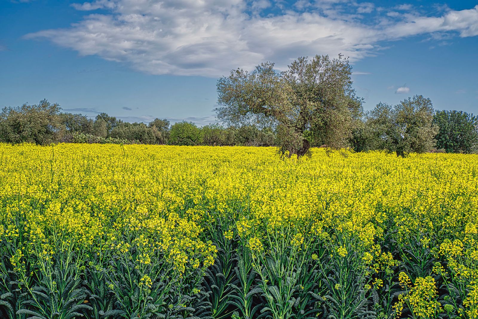 I COLORI DELLA PRIMAVERA#3