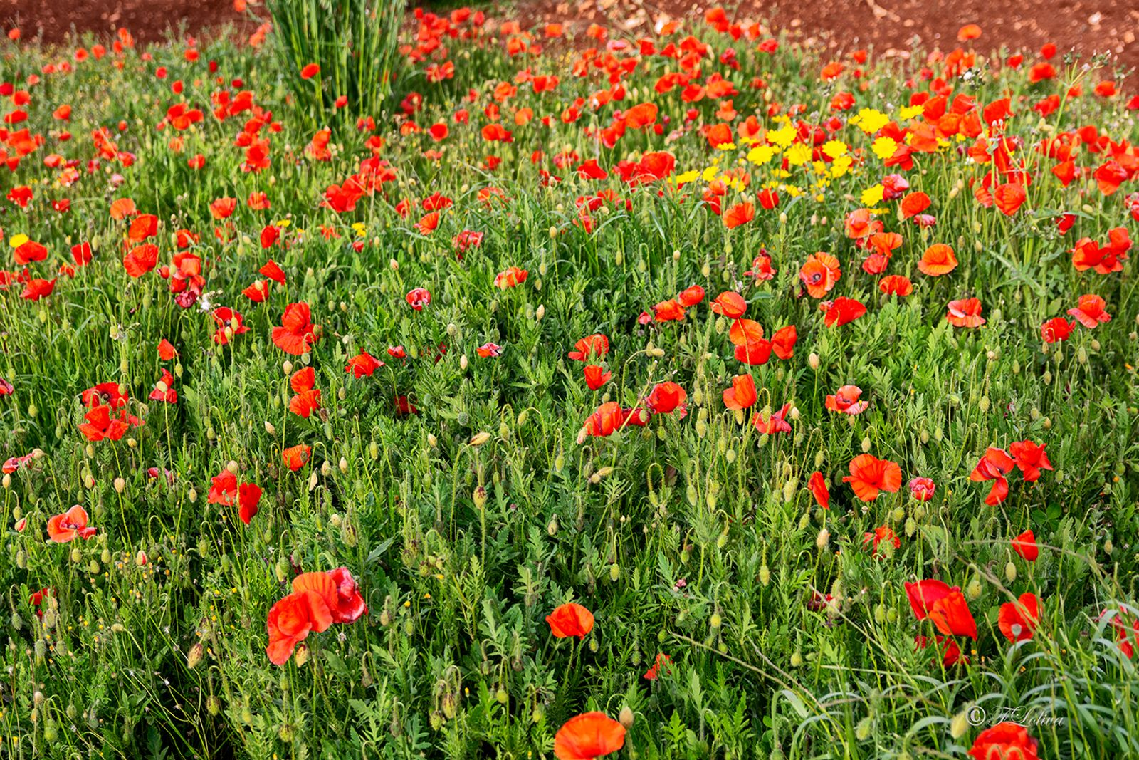 I papaveri non si rendono neanche conto di essere più belli delle rose