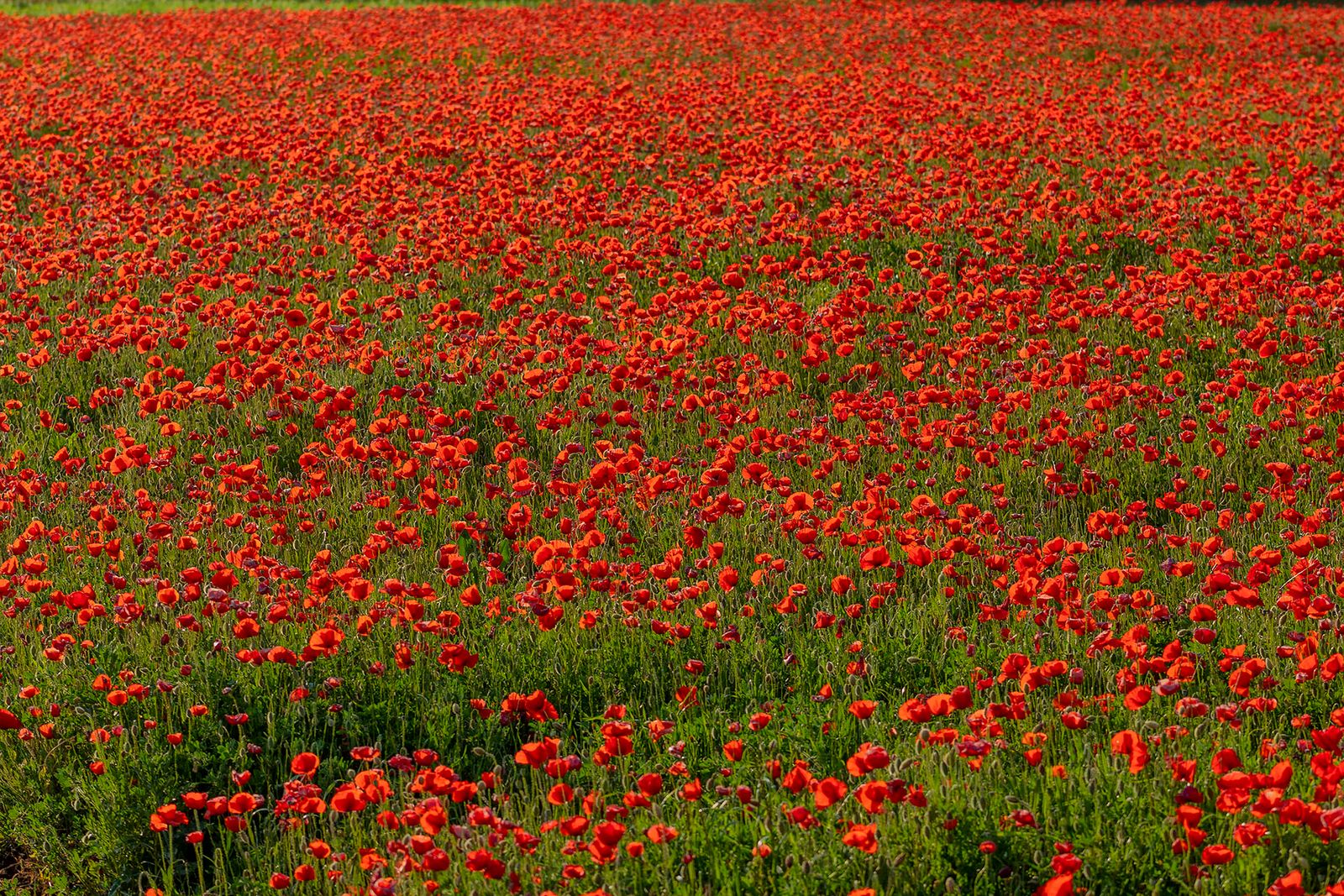 CAMPO DI PAPAVERI