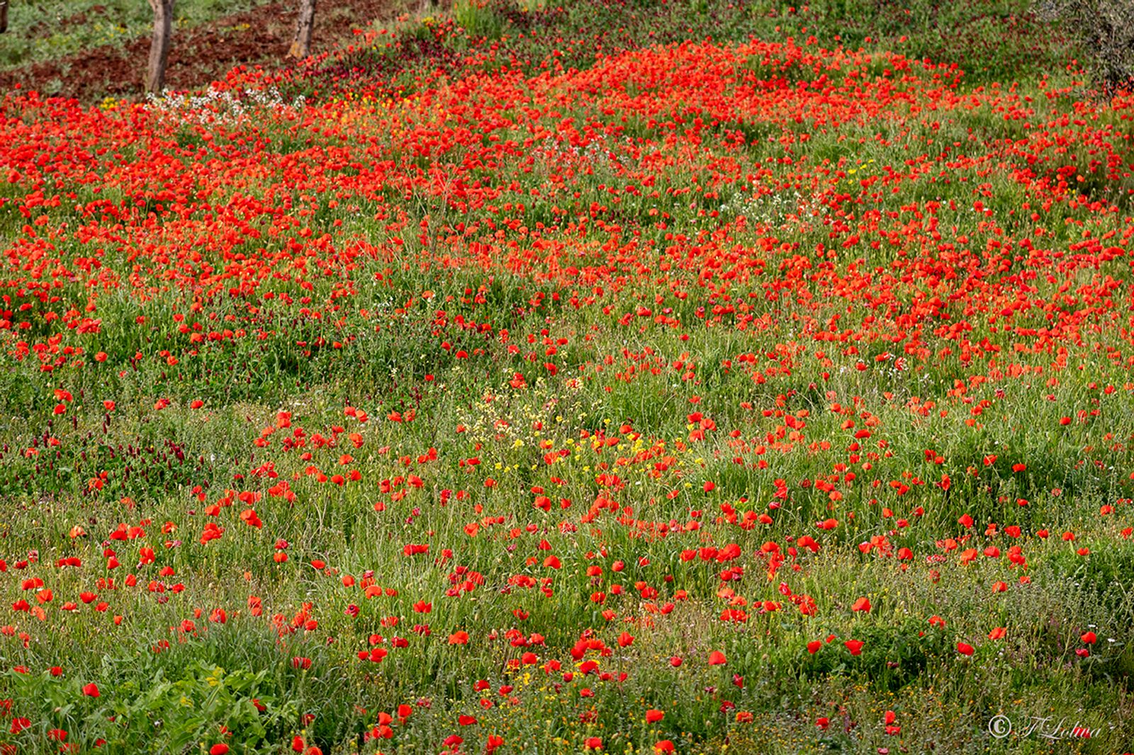 Campo di papaveri — fotografia 13 di Francesco Loliva