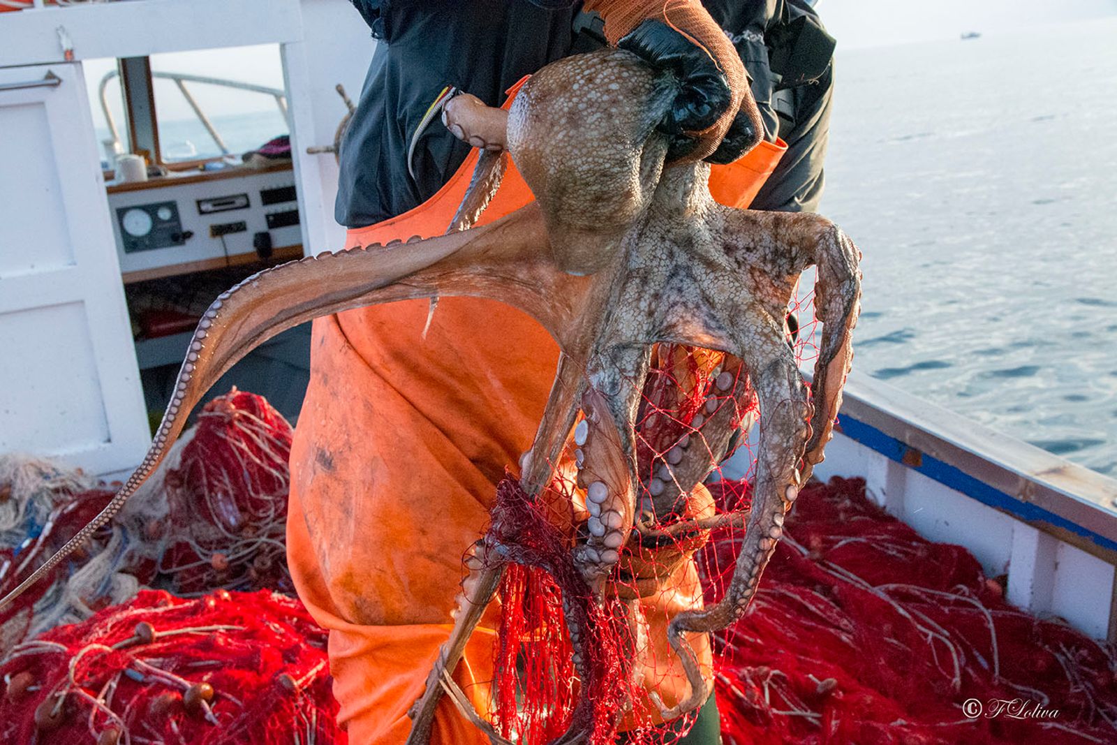 SAVELLETRI - LA PESCA CON LE RETI — fotografia 32 di Francesco Loliva