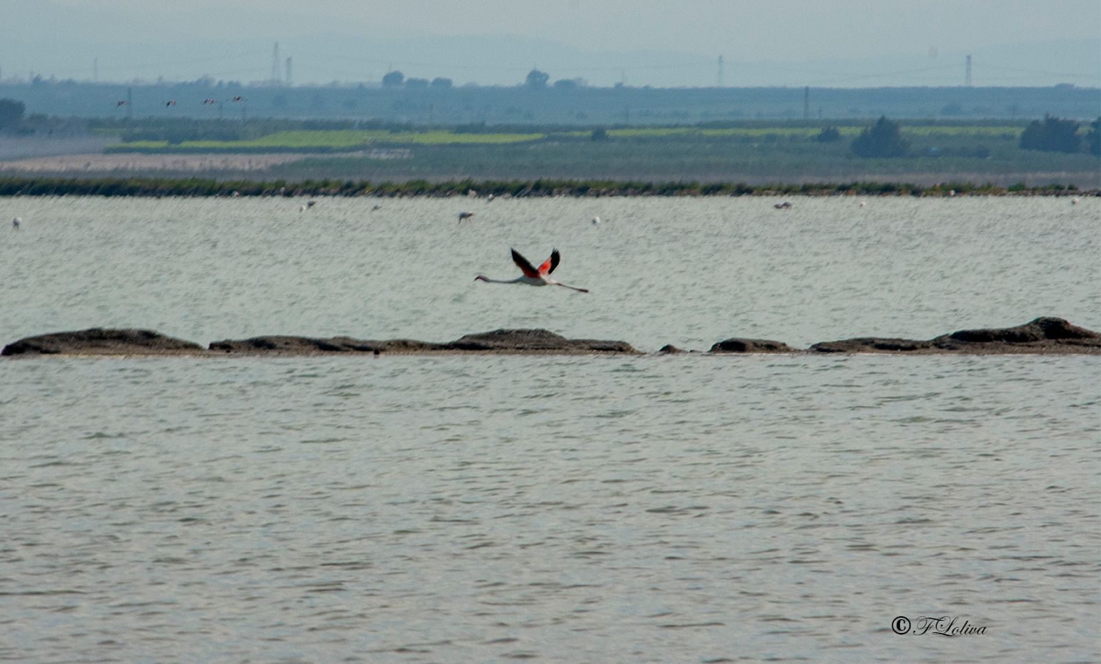 MARGHERITA DI SAVOIA - LE SALINE — fotografia 8 di Francesco Loliva