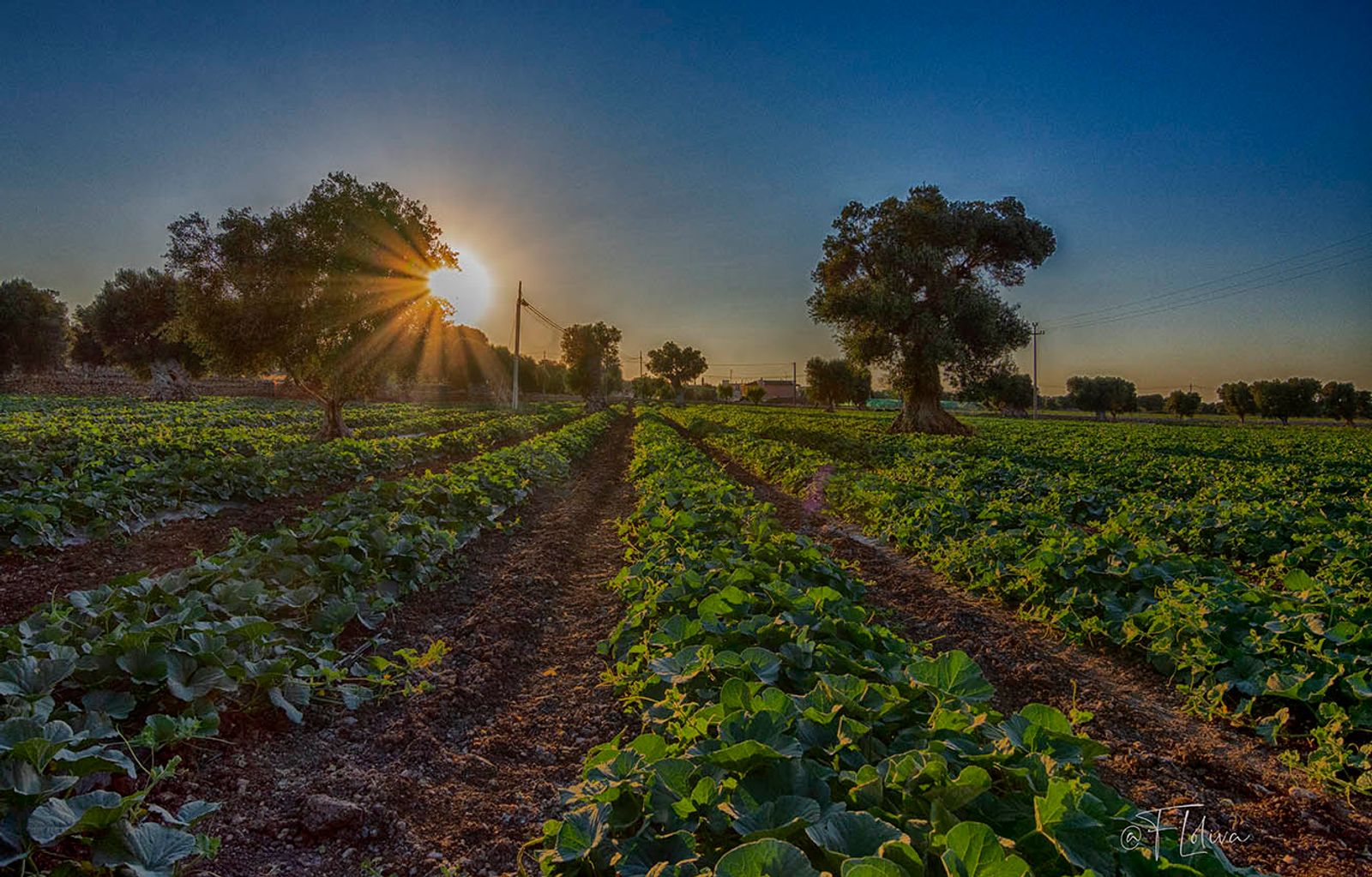 Tramonto tra i cocomeri — fotografia 3 di Francesco Loliva