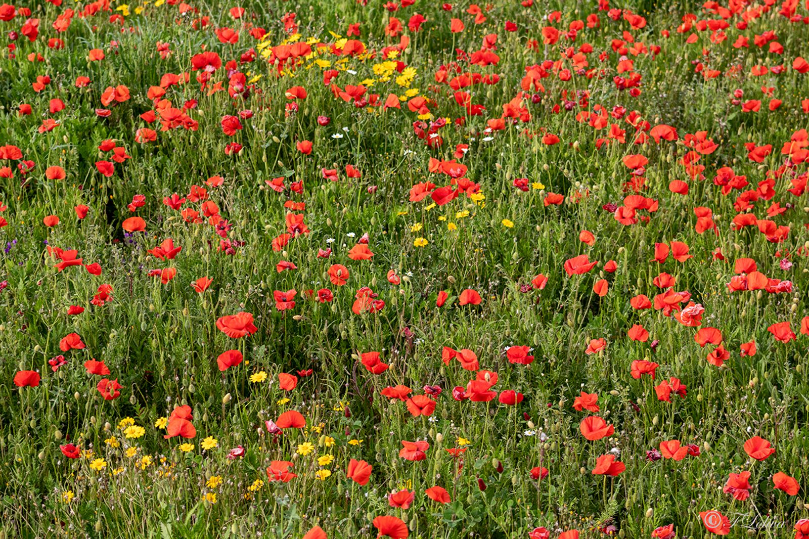 Campo di papaveri — fotografia 11 di Francesco Loliva