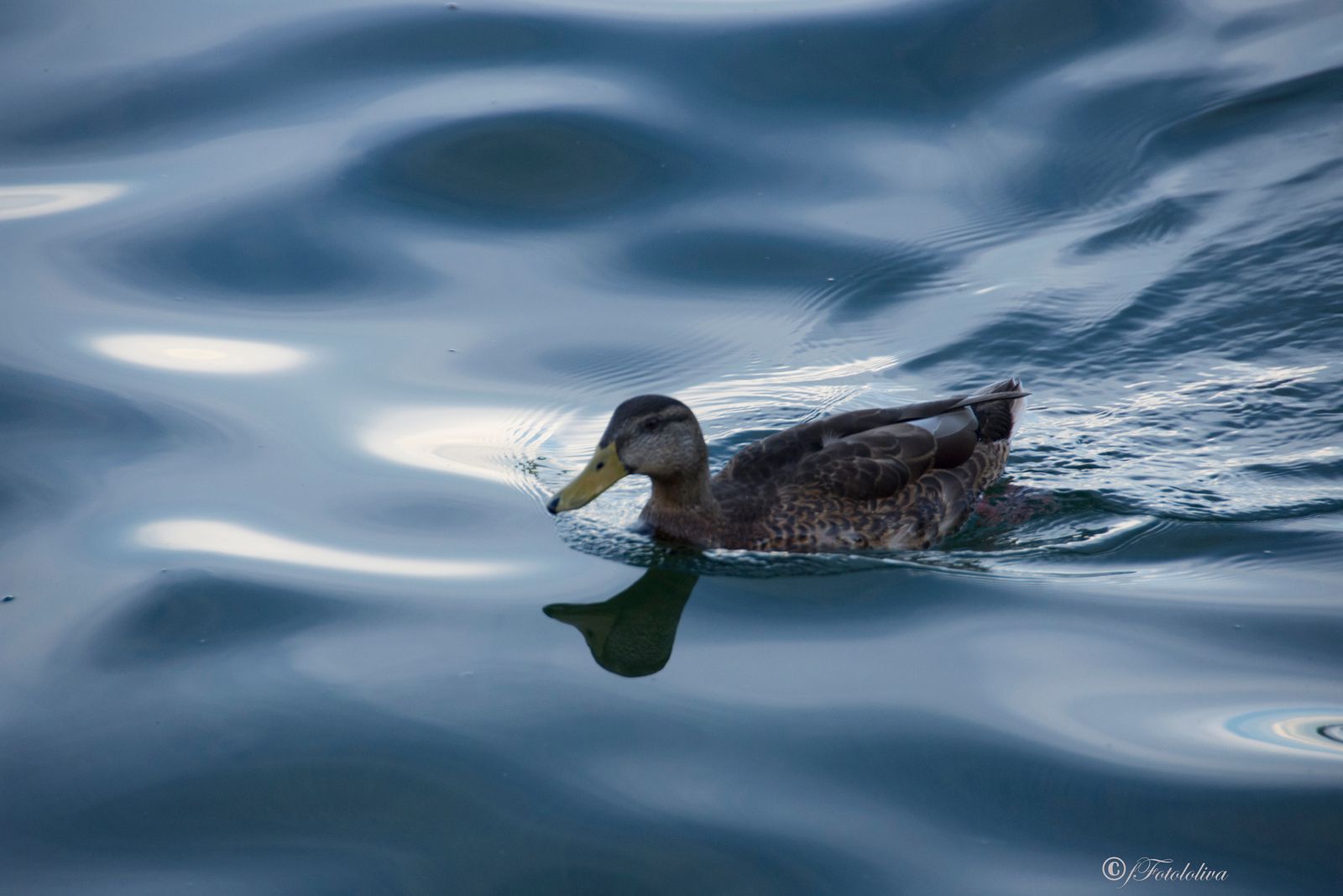 IL LAGO DI STARNBERG — fotografia 6 di Francesco Loliva