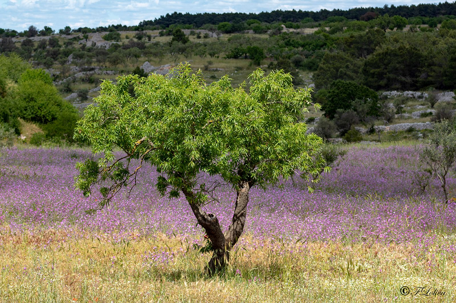 La natura non fa nulla di inutile. (Aristotele)