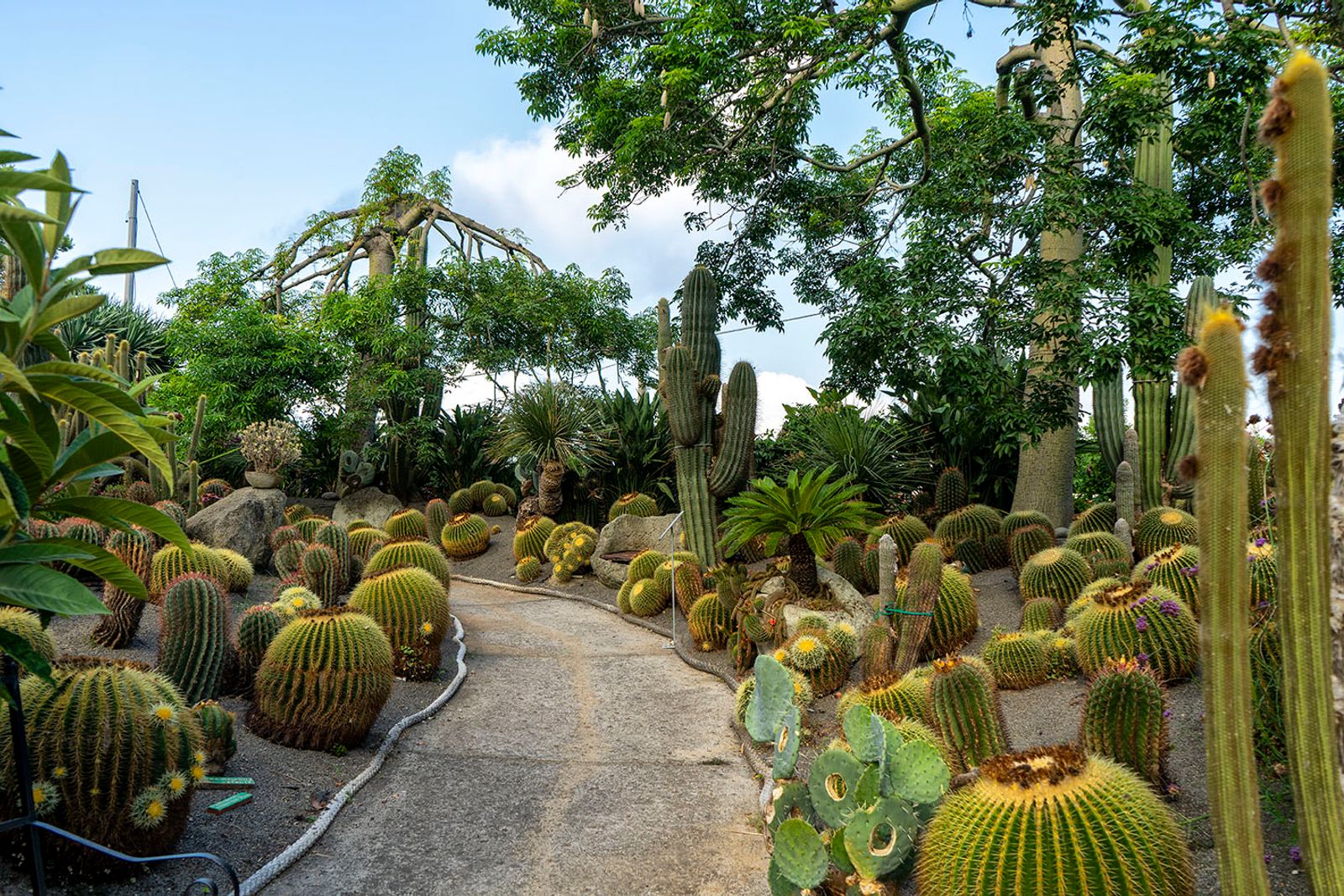 GIARDINI RAVINO - FORIO D'ISCHIA — fotografia 6 di Francesco Loliva