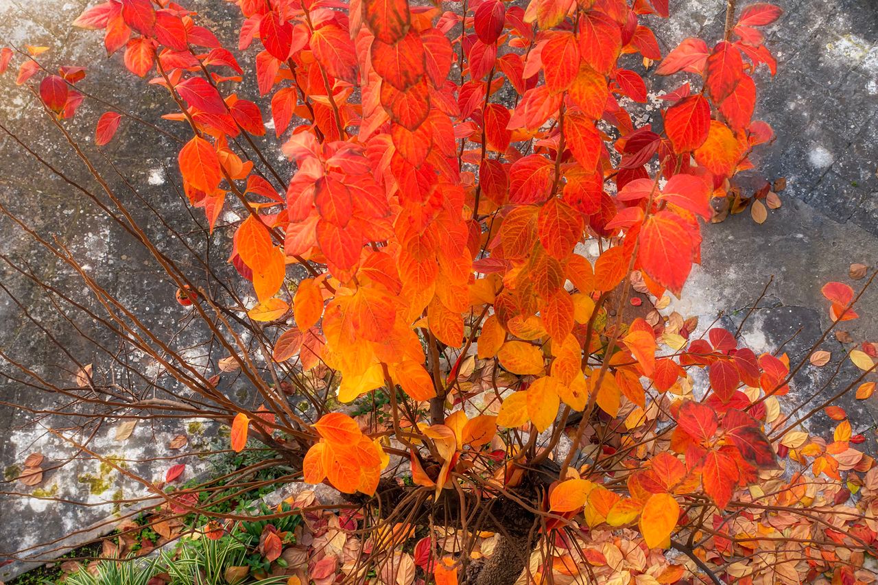 FOLIAGE