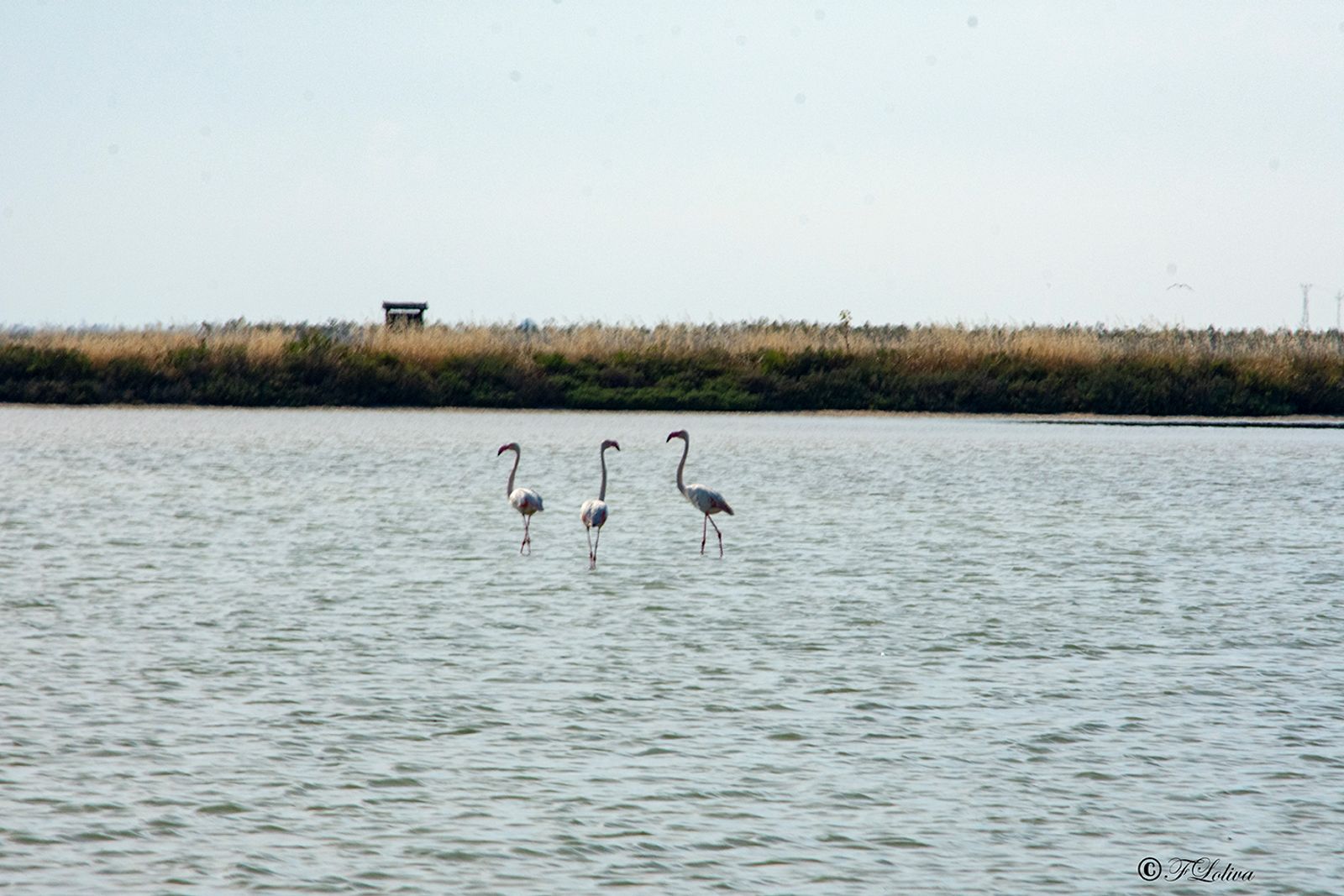MARGHERITA DI SAVOIA - LE SALINE — fotografia 6 di Francesco Loliva
