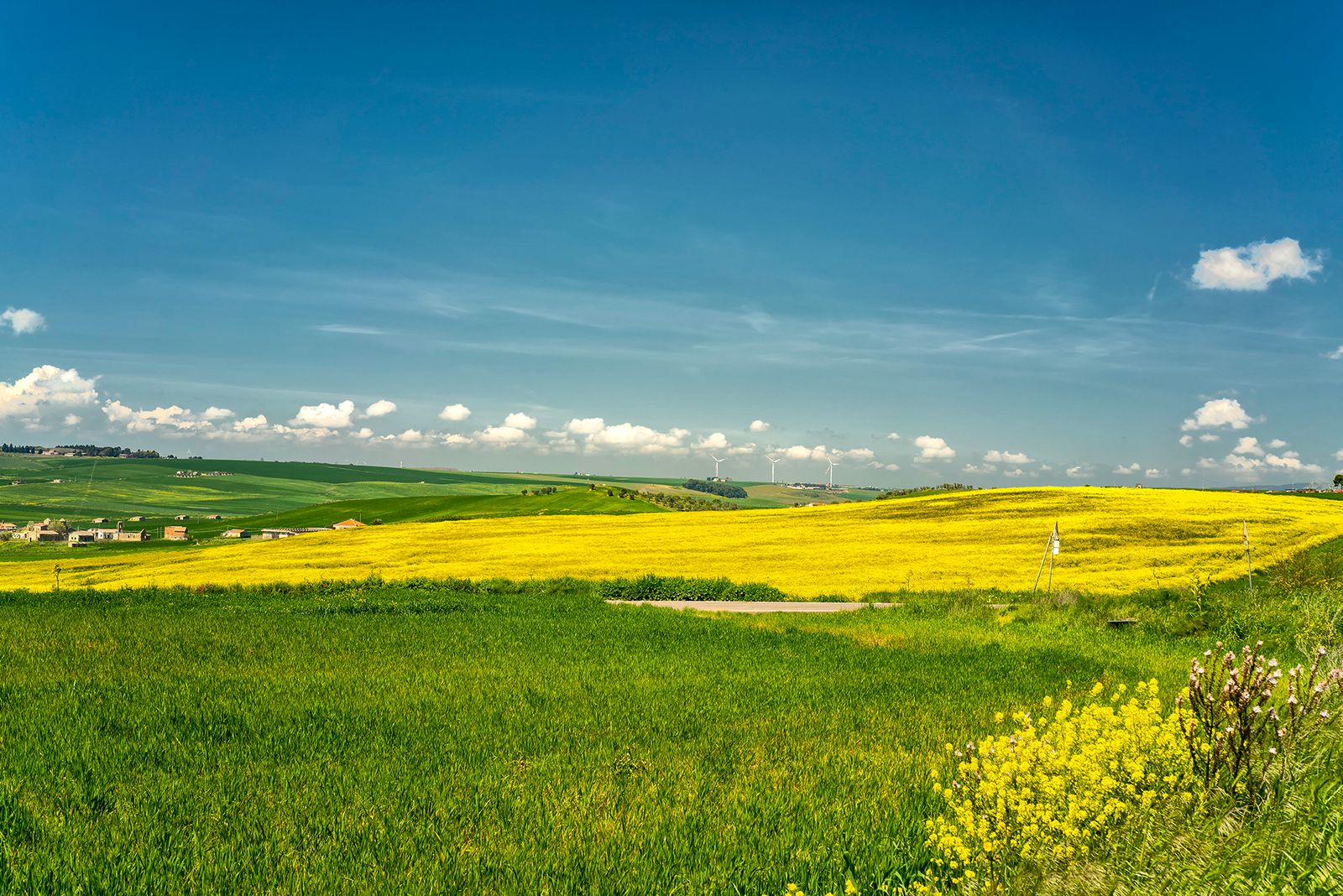 ALTA MURGIA- I COLORI DELLA PRIMAVERA — fotografia 4 di Francesco Loliva