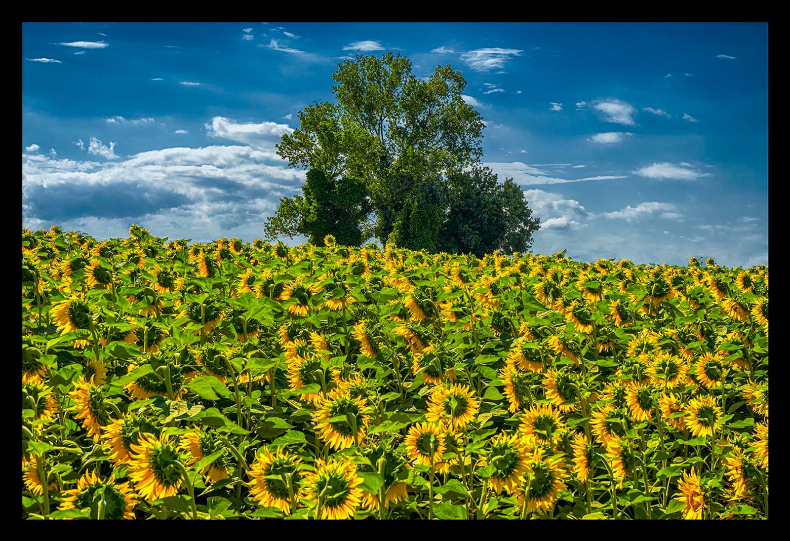 GIRASOLI