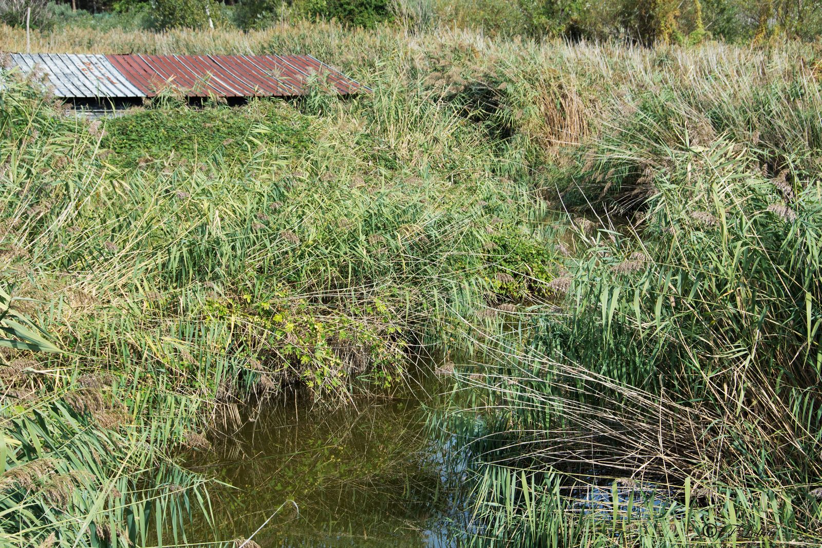 LAGO DI MASSACIUCCOLI — fotografia 12 di Francesco Loliva