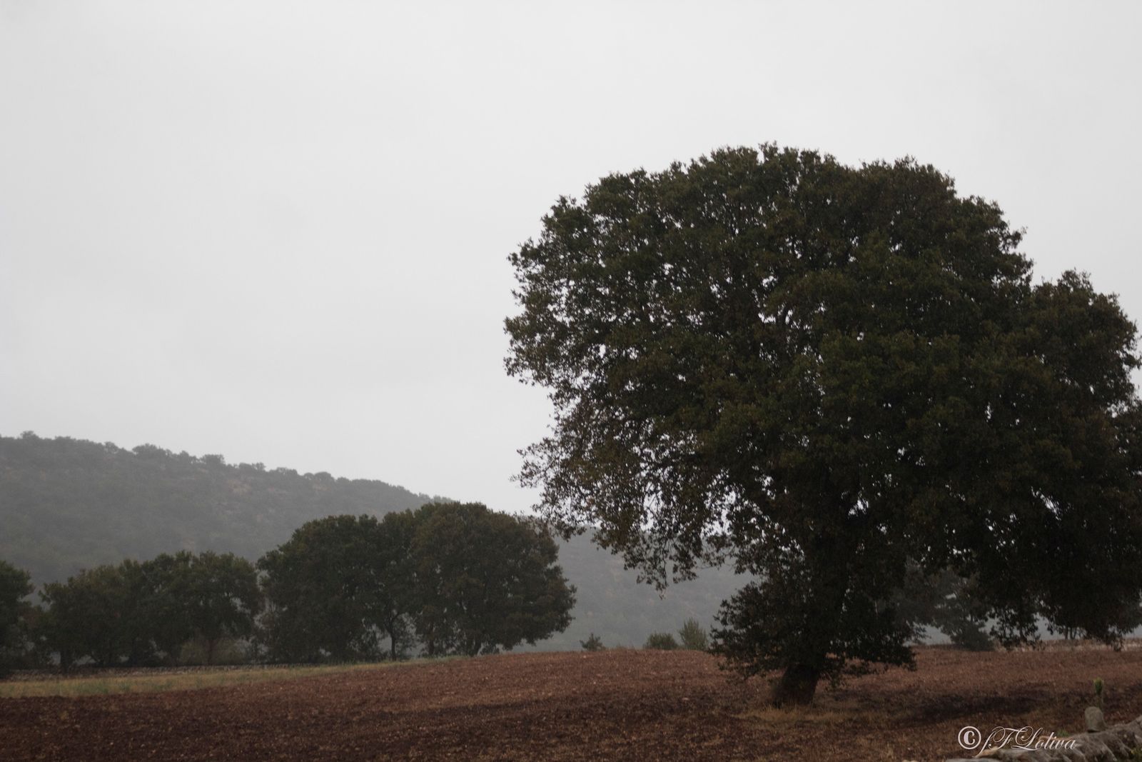 PRIMI SEGNALI D'AUTUNNO — fotografia 7 di Francesco Loliva