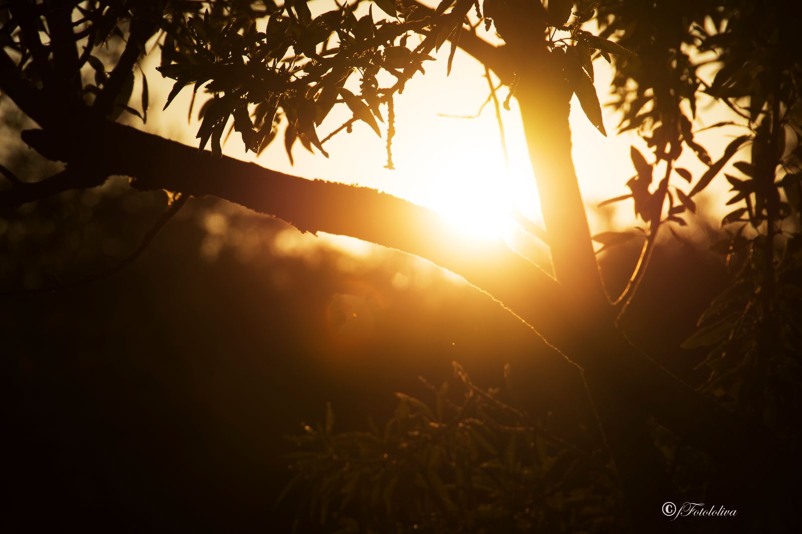 IL SOLE E LE FRASCHE — fotografia 3 di Francesco Loliva