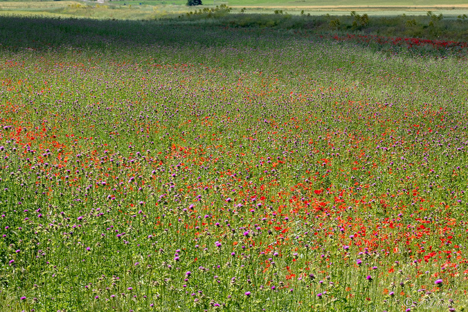 ALTA MURGIA - I COLORI DELLA NATURA IN PRIMAVERA — fotografia 18 di Francesco Loliva