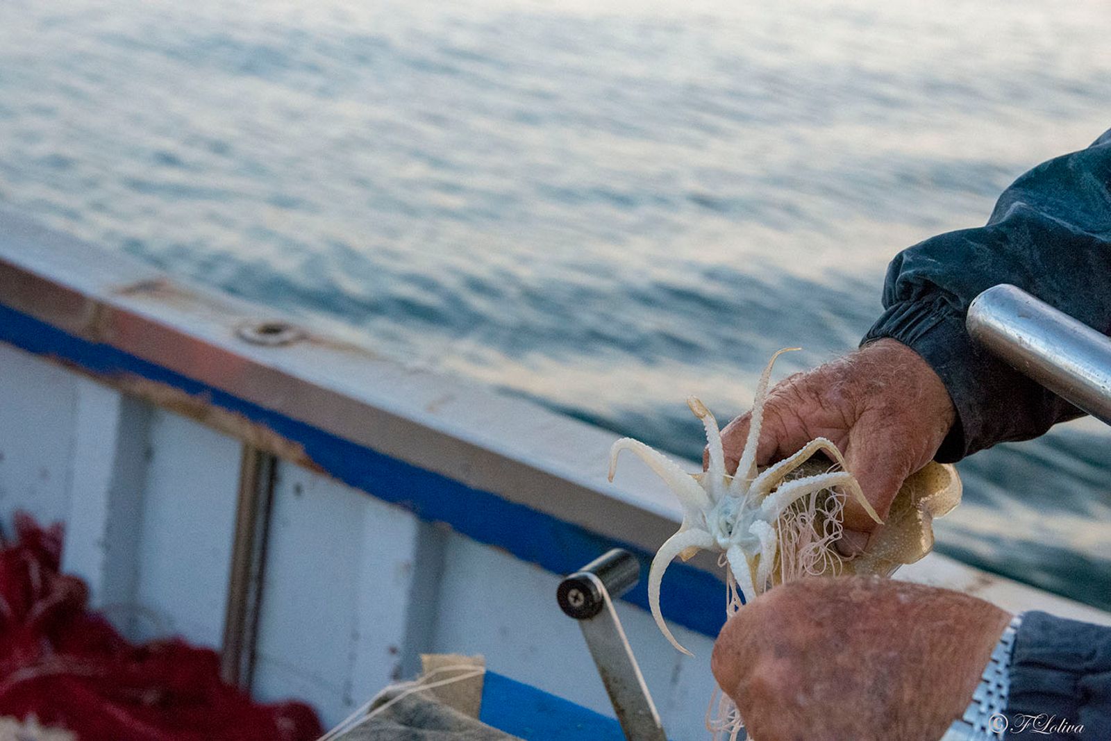 SAVELLETRI - LA PESCA CON LE RETI — fotografia 38 di Francesco Loliva