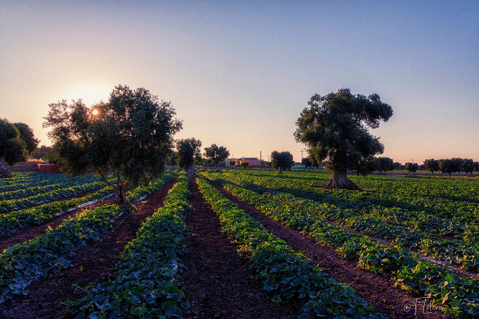 Tramonto tra i cocomeri — fotografia 4 di Francesco Loliva