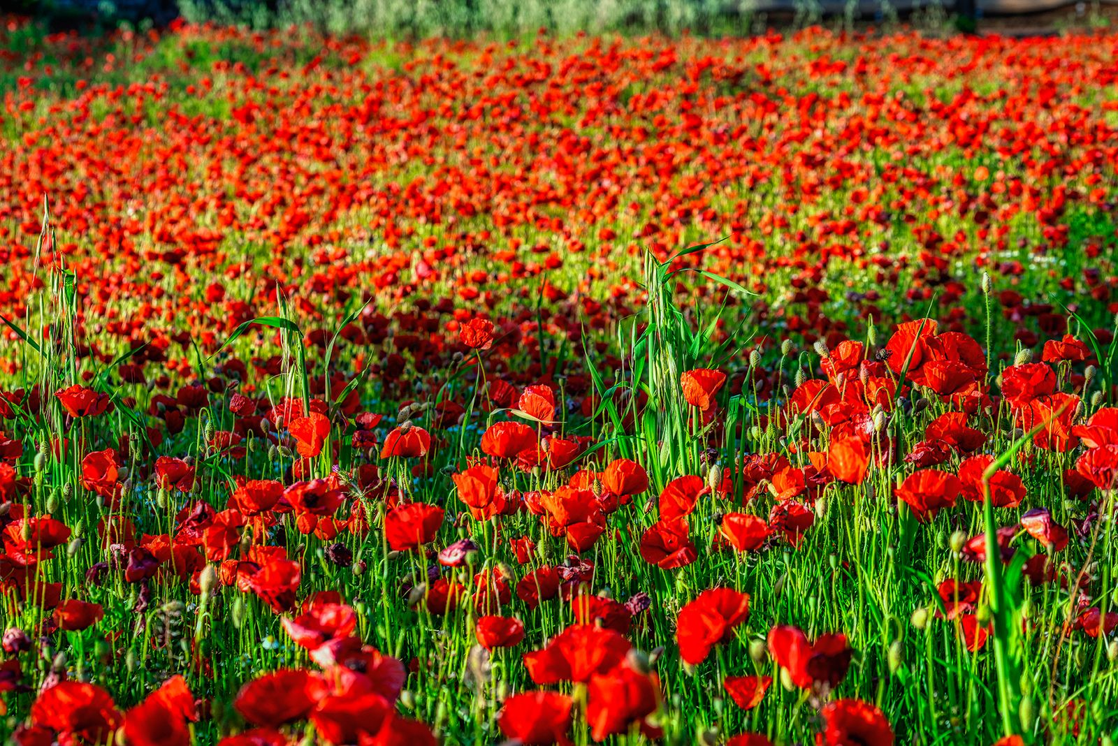 CAMPO DI PAPAVERI#1