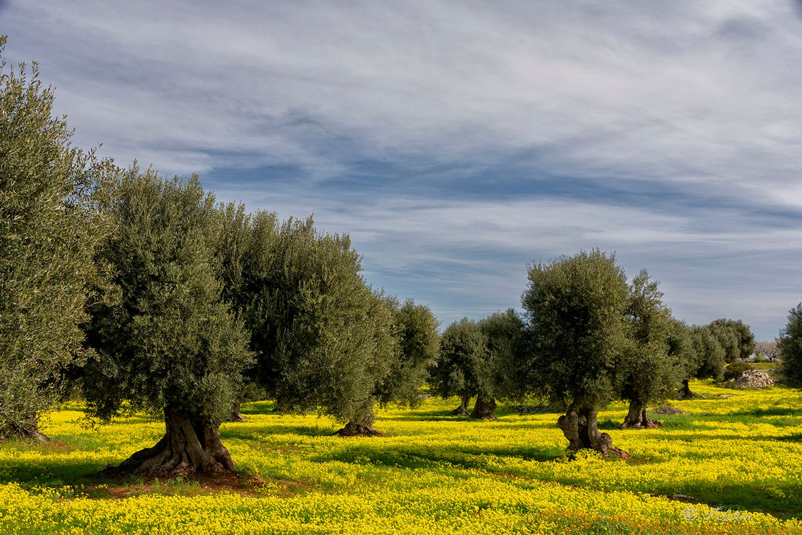 I colori della natura — fotografia 5 di Francesco Loliva