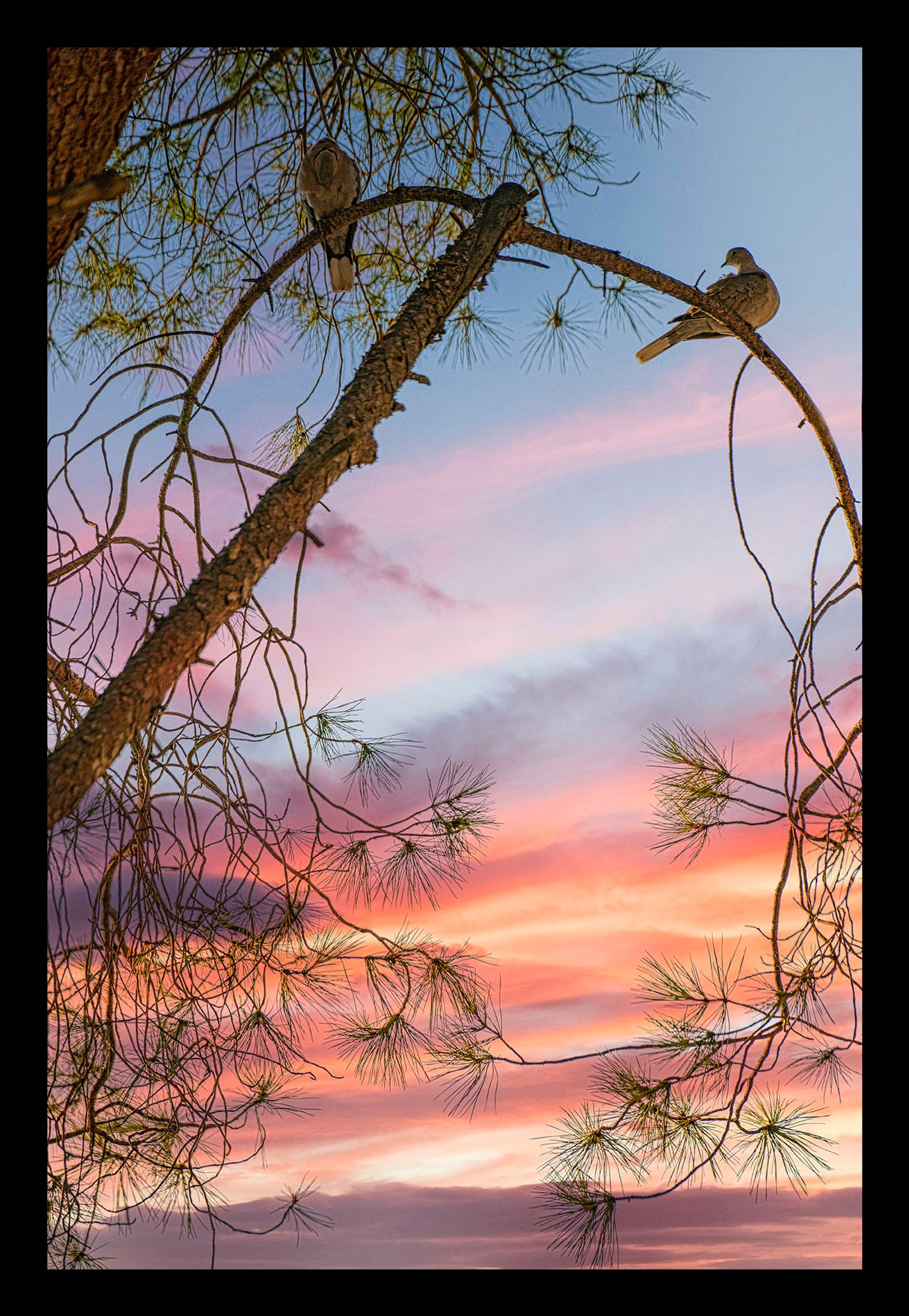 TORTORE AL TRAMONTO#1