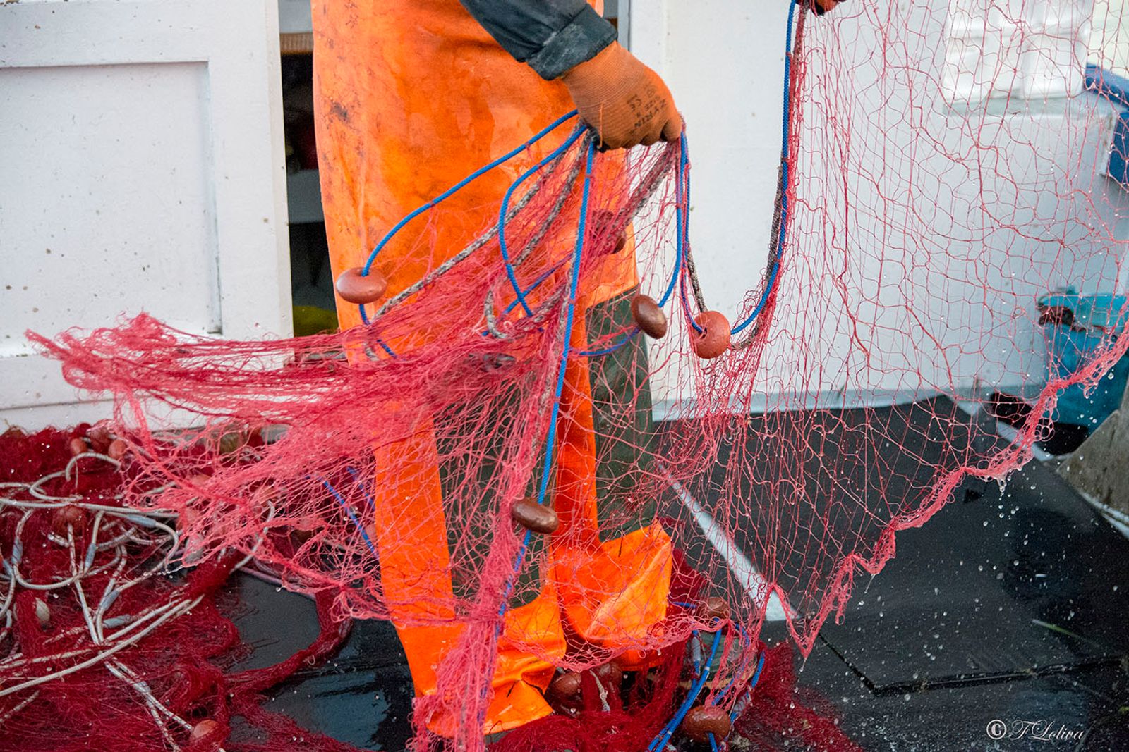 SAVELLETRI - LA PESCA CON LE RETI — fotografia 13 di Francesco Loliva