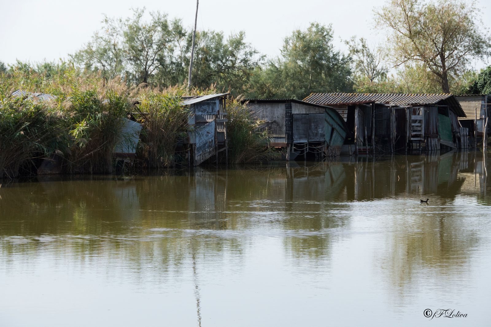 LAGO DI MASSACIUCCOLI — fotografia 8 di Francesco Loliva