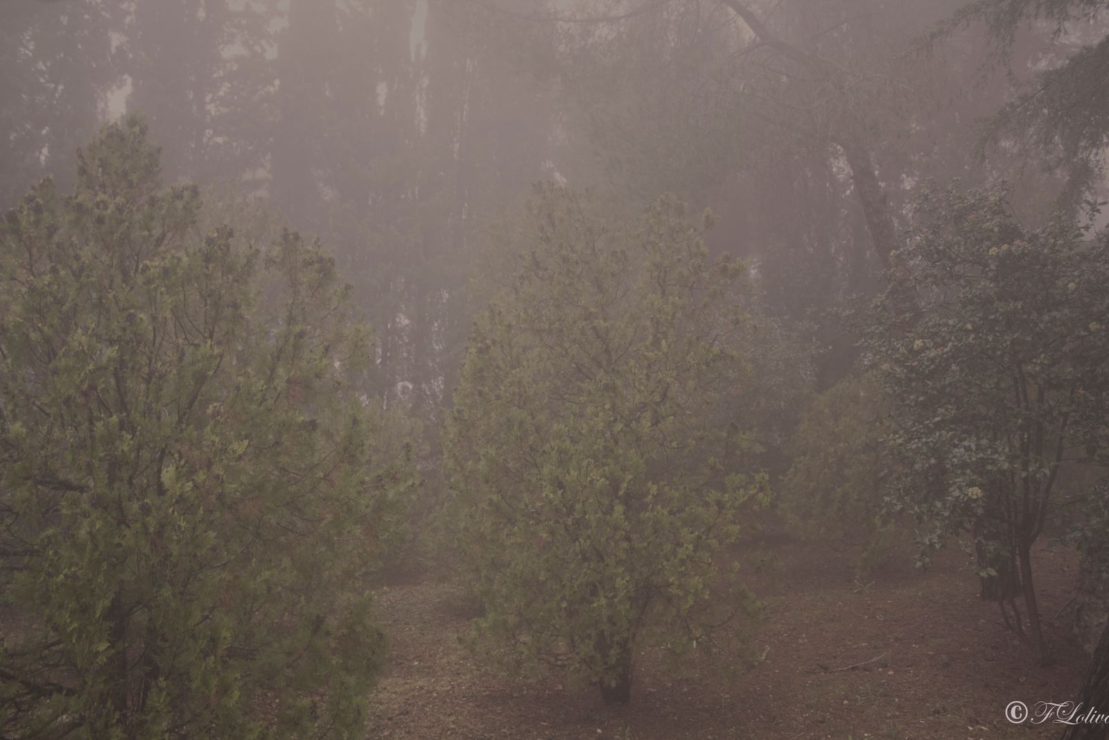 Scatti nella nebbia — fotografia 4 di Francesco Loliva