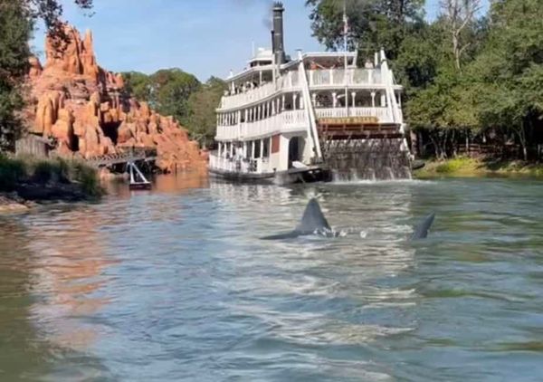 Scary Moment as Shark is Spotted Inside Magic Kingdom Waters