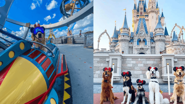 Dog-Friendly Disney Rides Currently Being Tested
