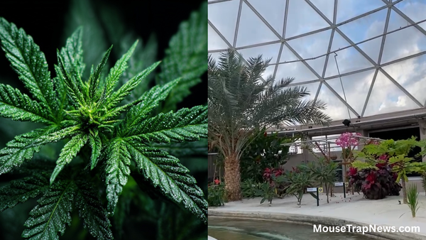 Disney is Now Growing Weed in Living With The Land