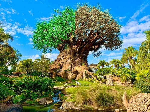 Tree of Life is Dying at Animal Kingdom