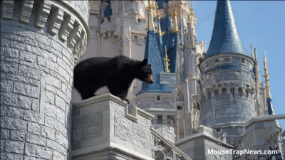 BREAKING: Black Bear Spotted Climbing Cinderella Castle