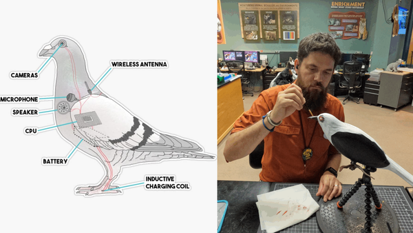 BREAKING: Disney Confirms Their Birds Aren’t Real