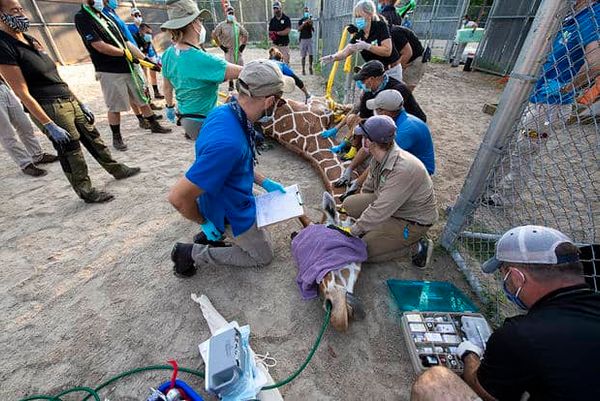 Kilimanjaro Safaris Truck Runs Over Giraffe