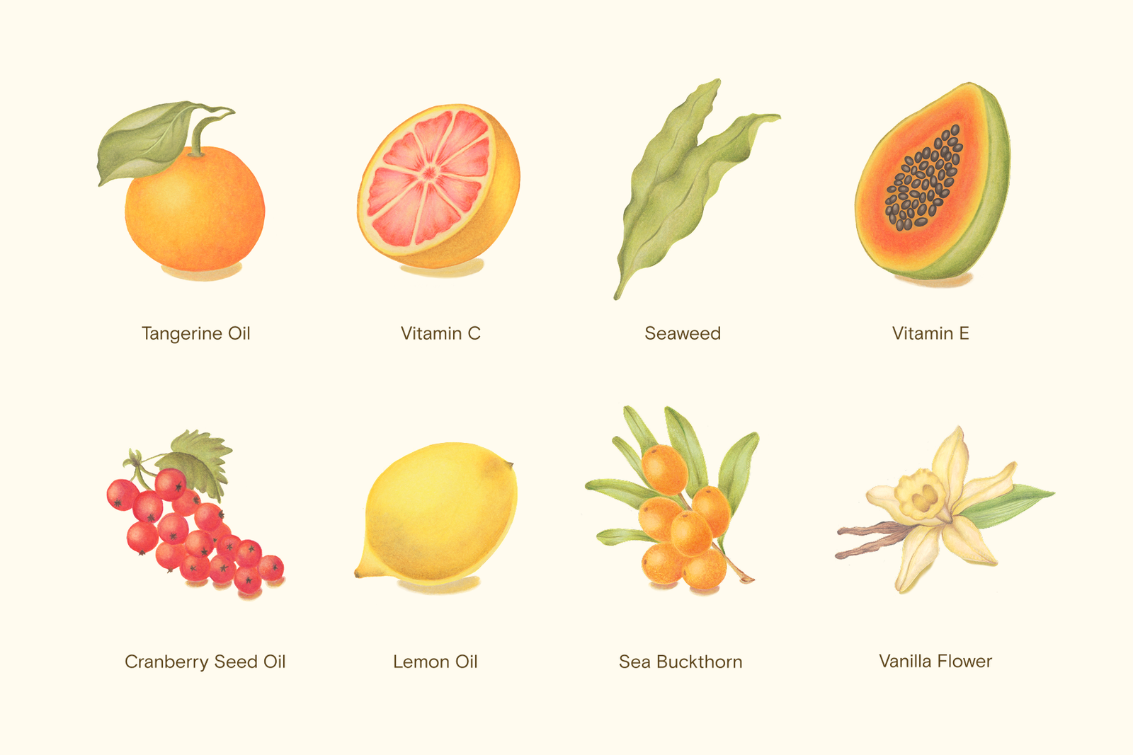 Our designer, Sarah Bachman, hand illustrated with pencil each of the main ingredients in Revitin.