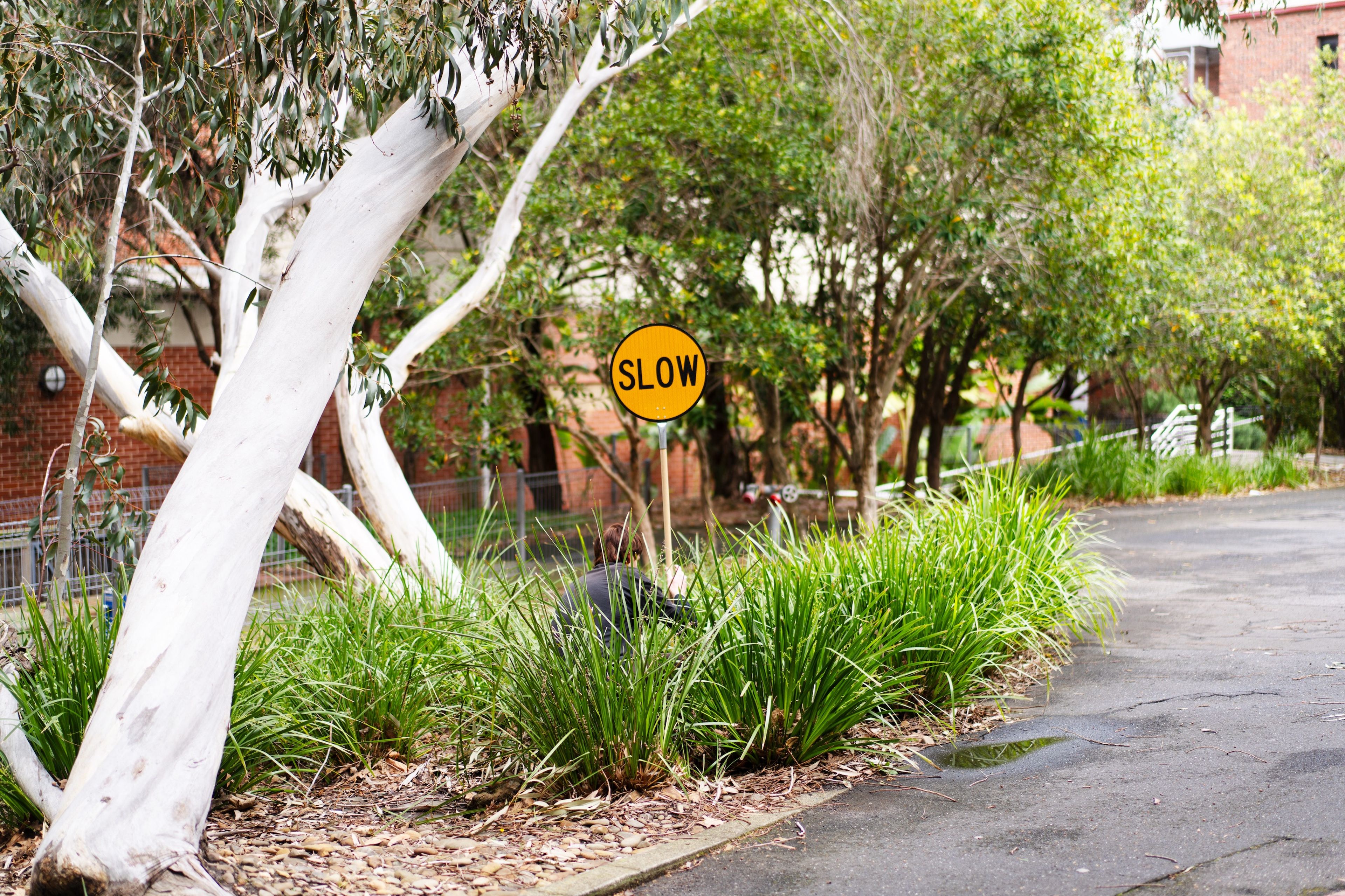 A yellow "SLOW" sign is placed among green foliage and white tree trunks in an outdoor setting, blending natural and urban elements in this public art installation.