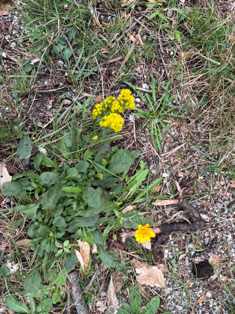 Bar Harbor Campground 