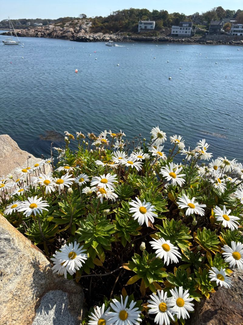 Cape Ann Campground