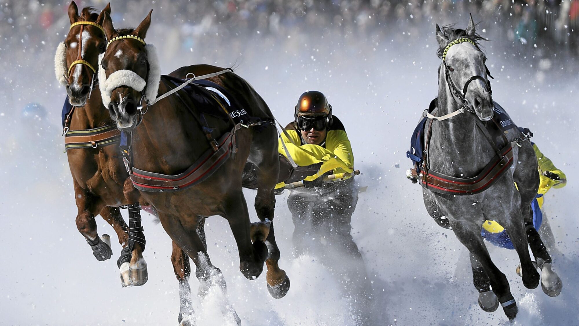 WHITE TURF ST. MORITZ
