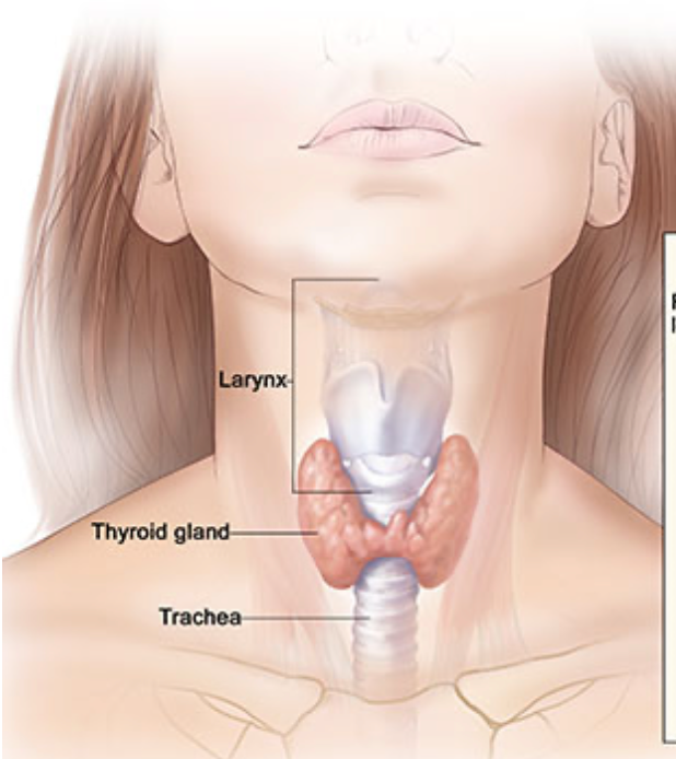 Head and Neck Cancer