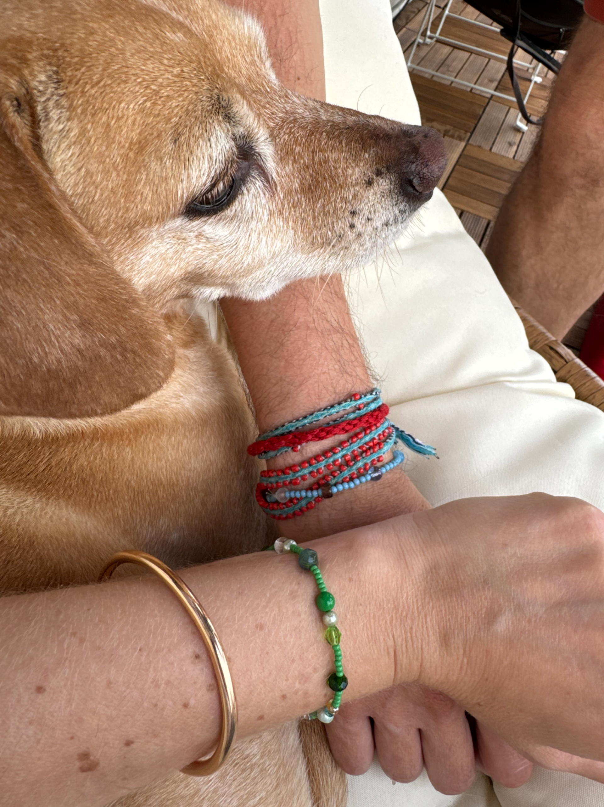 dog and bracelets