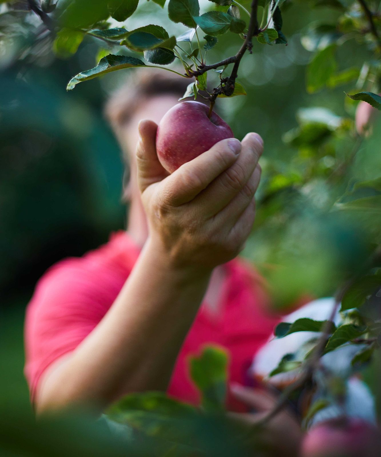 Hand pflückt Apfel vom Baum