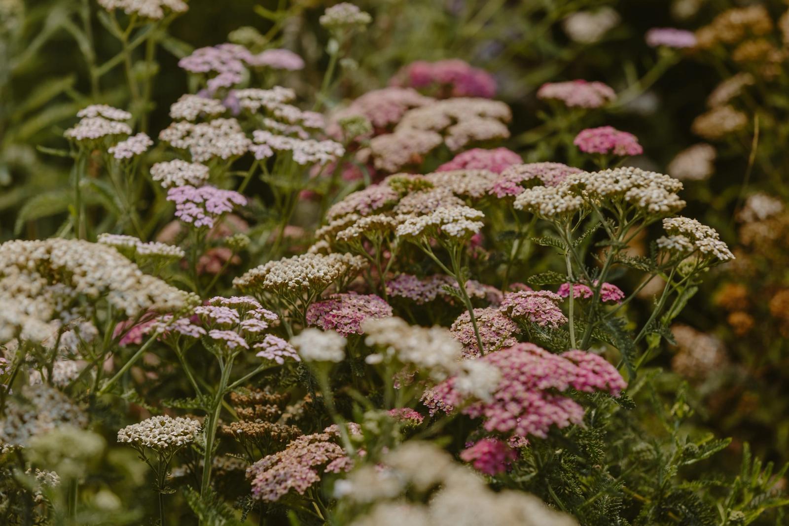 Yarrow in cream, blush, and deep pink in the GardenMontana flower field