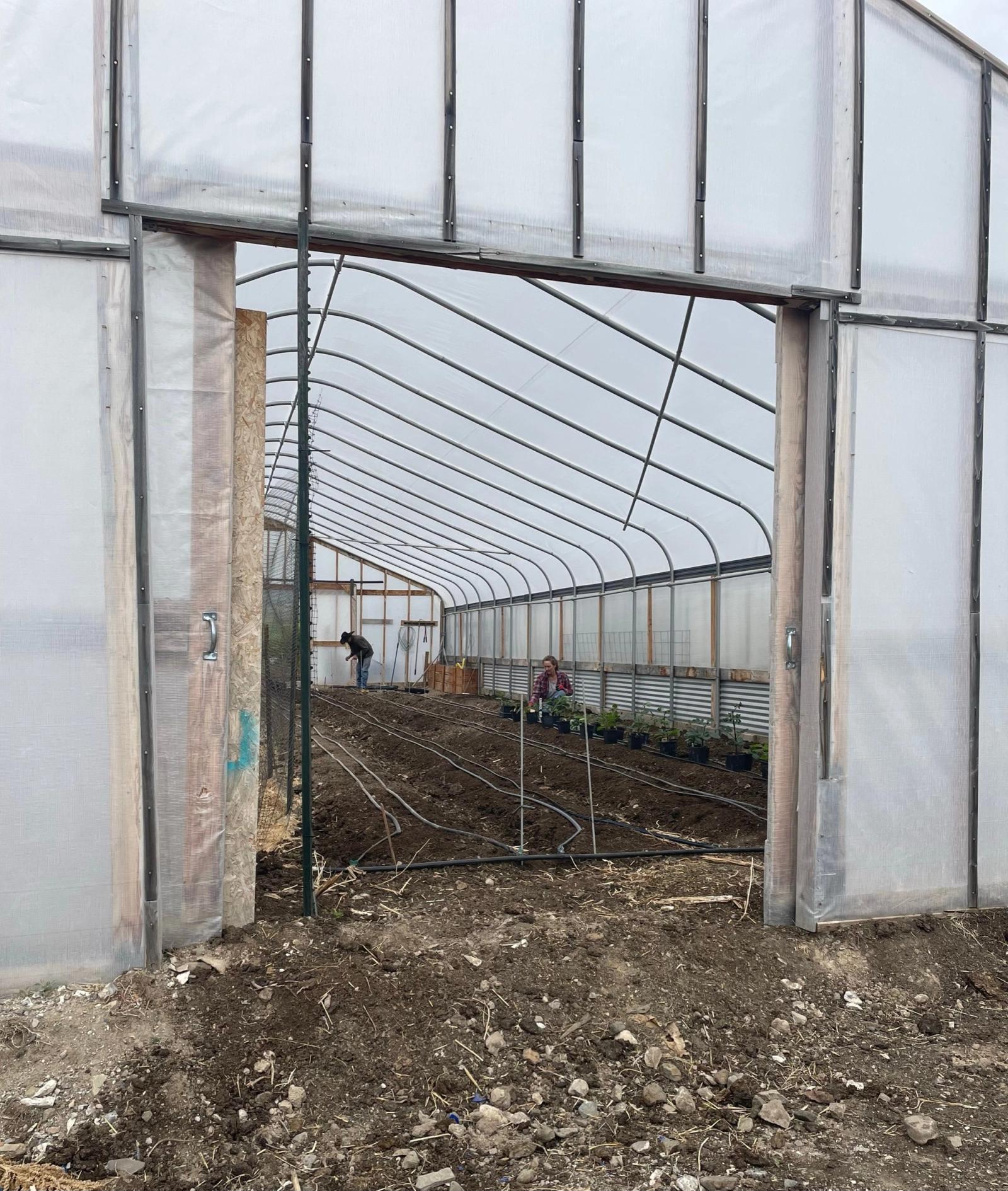 Looking into a hoop house in spring, the new beds planted inside