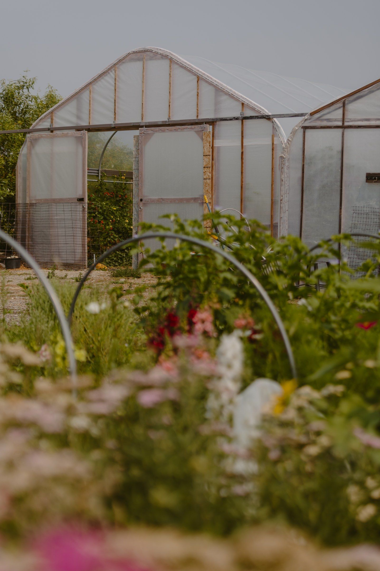 The hoop houses beyond the field hoops, snapdragons and yarrow in the foreground