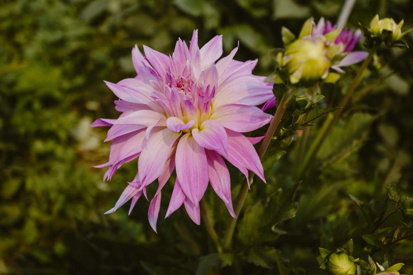 A lavender-pink dahlia in full bloom, fresh buds opening beside it