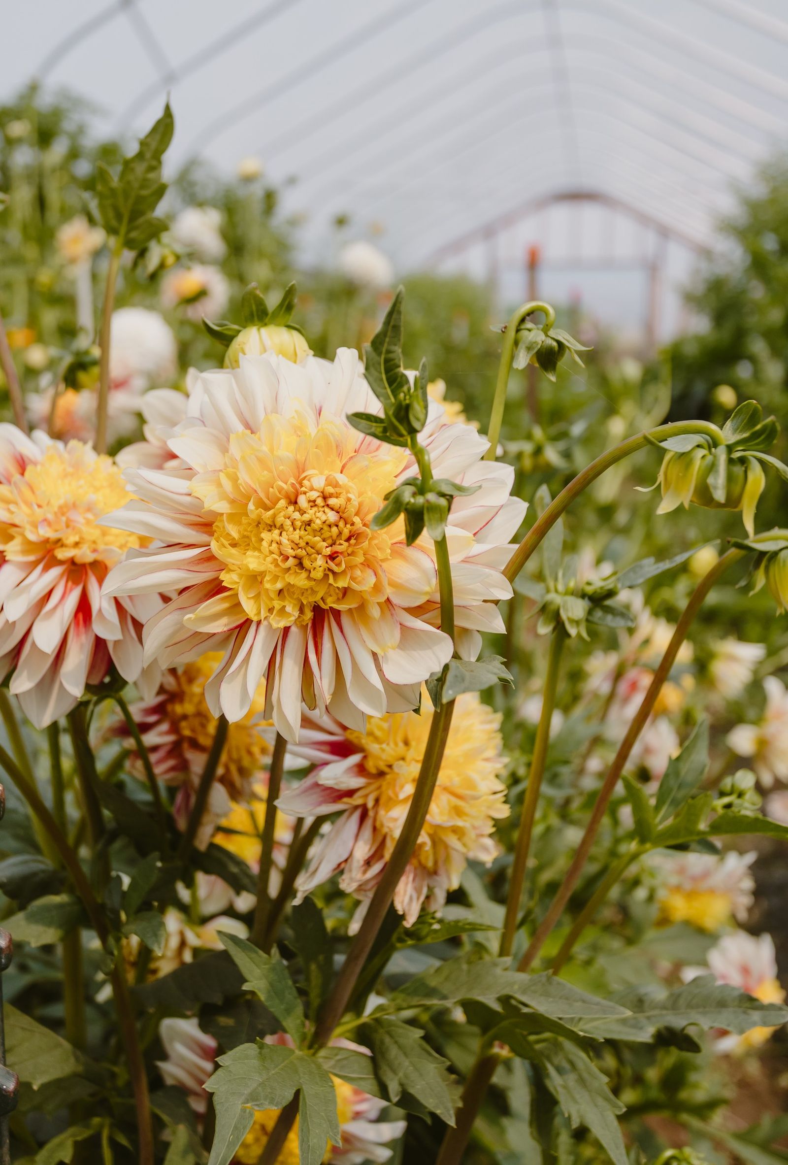 Cream and gold dahlias streaked with red, blooming in the hoop house